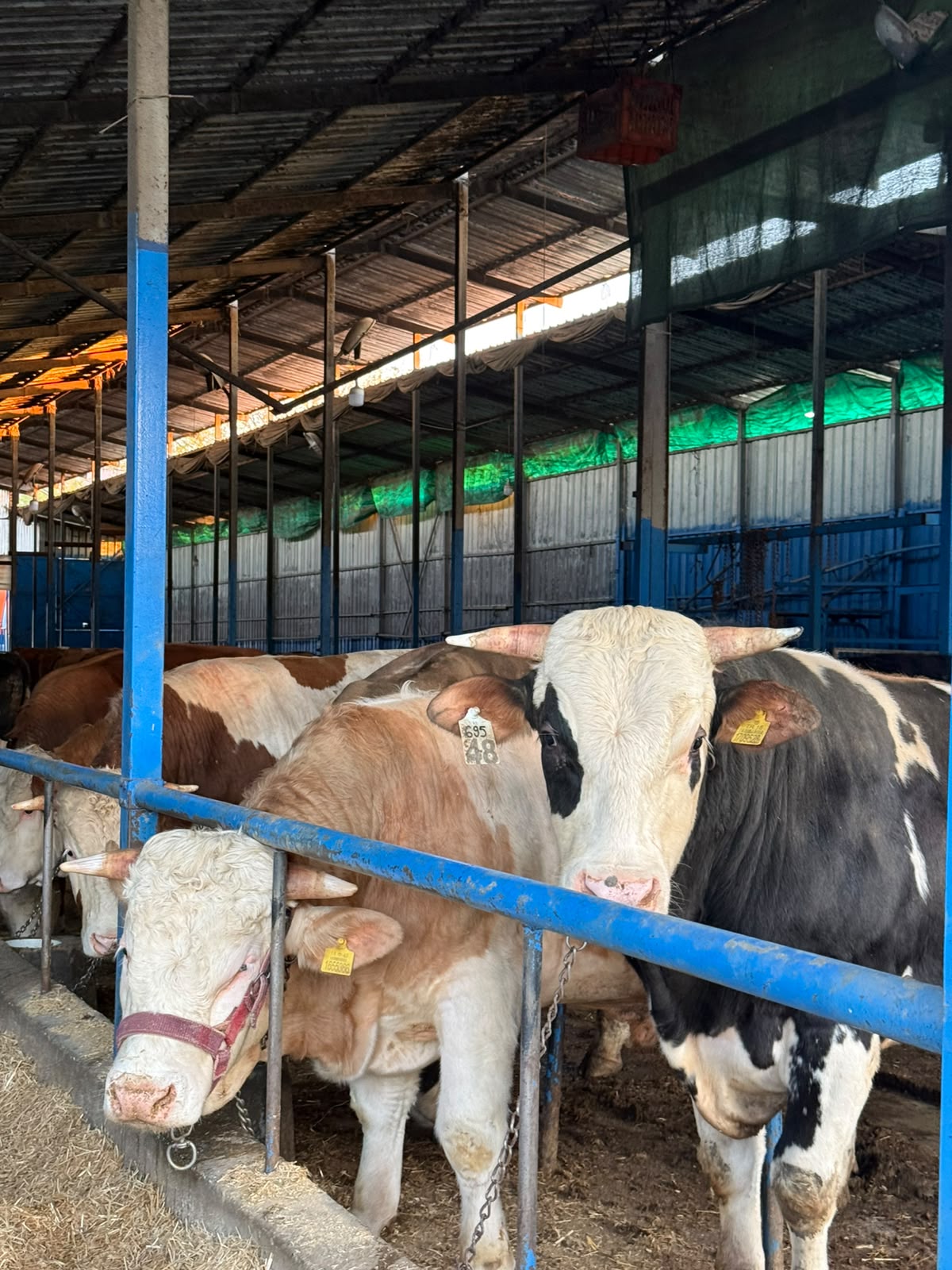 Beşevler Çiftliği büyükbaş kurbanlık besi danaları.